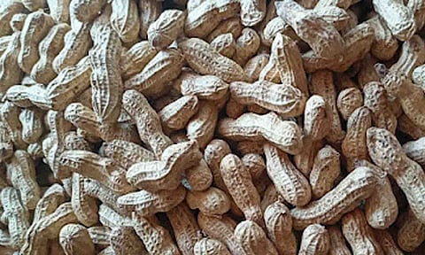 கோப்புபடம். 