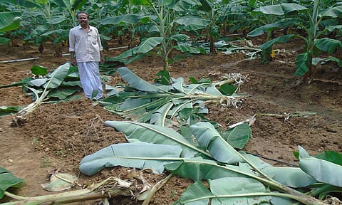 காட்டுப்பன்றிகள் நாசம் செய்த வாழைகள்.