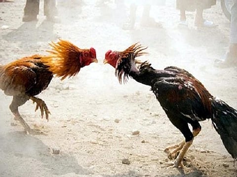 சேவல் சூதாட்டம் நடத்திய 6 பேர் கைது