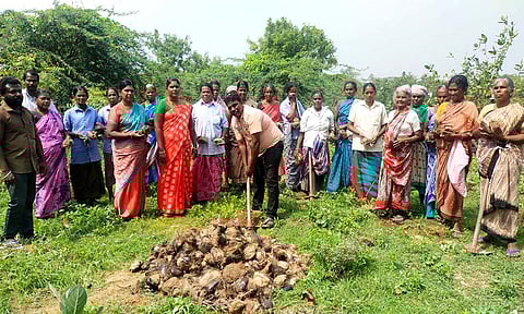 பனை மர விதைகள் நடவு பணி நடைபெற்றபோது எடுத்தபடம்.