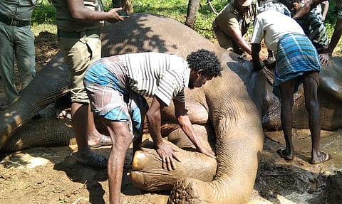 இறந்த யானையை அடக்கம் செய்வதற்கான ஏற்பாடுகள் நடைபெற்றபோது எடுத்தபடம்.