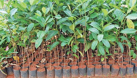 கபிலர்மலை விவசாயிகளுக்கு வழங்க 11,000 மரக்கன்றுகள் தயார்