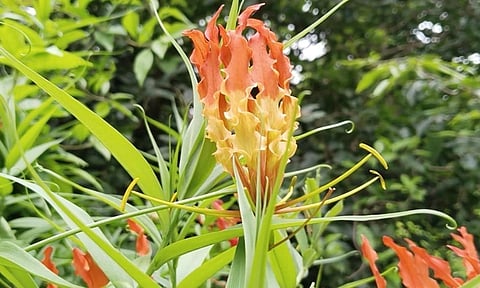 பூத்துக் குலுங்கும் செங்காந்தள் மலர்.