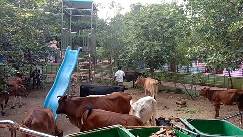 பூங்காவில் கட்டி வைக்கப்பட்டுள்ள மாடுகள்.