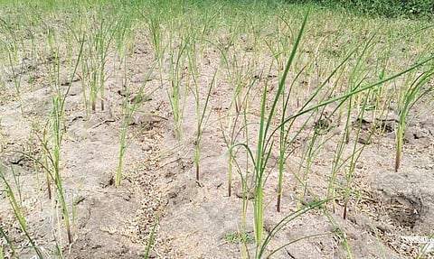 மழையின்றி கருகி வரும் நெற்பயிர்கள்