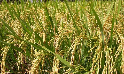 பாரம்பரிய நெல் வகைகள் குறித்த விழிப்புணர்வு முகாம்