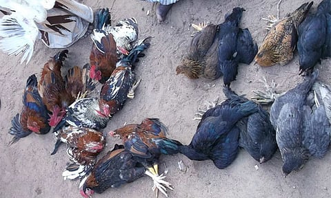 சந்தையில் விற்பனைக்கு கொண்டு வரப்பட்ட கோழிகள்