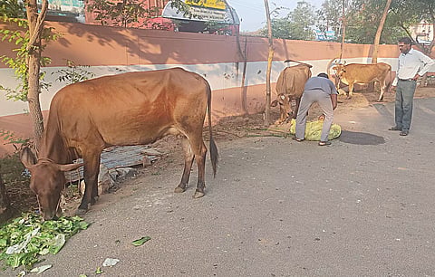 சாலையில் திரிந்த மாடுகளை நகராட்சி பணியாளர்கள் பிடித்து அபராதம்