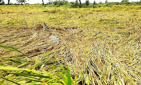 மழையால் பாதிக்கப்பட்ட நெற்பயிர்களை அதிகாரிகள் ஆய்வு