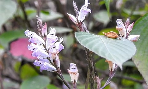 கொடைக்கானலில் பூத்து குலுங்கும் அரிய வகை ஓடை குறிஞ்சி மலர்கள்
