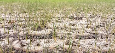 கருகி வரும் நெற்பயிர்கள்.