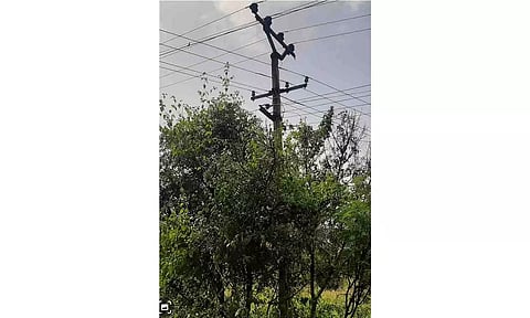 மின்கம்பத்தை சுற்றி படர்ந்துள்ள செடி,கொடிகள்.
