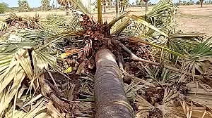 பனை மரங்களை வெட்டியவர்கள் மீது நடவடிக்கை