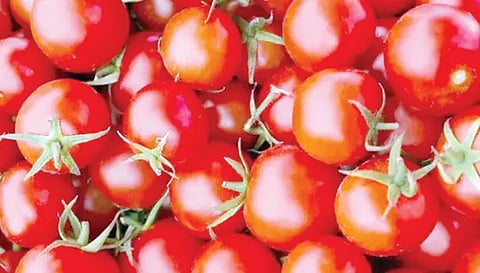 சேலத்தில் தக்காளி விலை 10 ரூபாயாக சரிவு