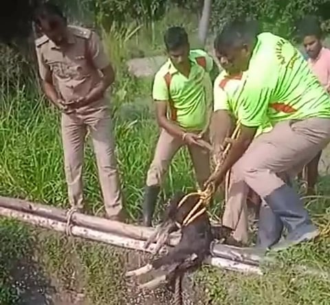 கிணற்றில் விழுந்த ஆடு உயிருடன் மீட்பு