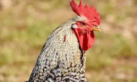 சேவல்