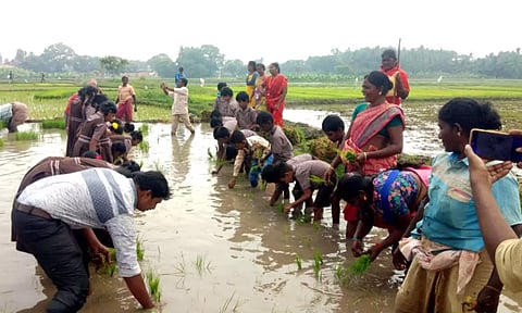 நாற்று நடவு பணியில் ஈடுபட்ட மாணவிகள், ஆசிரியர்களை படத்தில் காணலாம்.