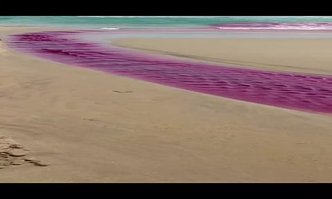 இறால் பண்ணையில் ரசாயனபவுடர் கலந்து உள்ள காட்சி. 