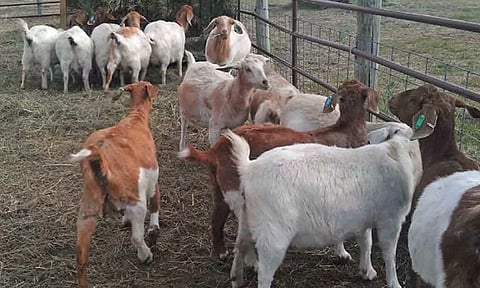 கோப்புபடம்