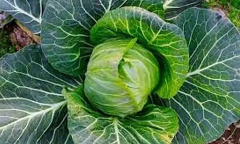 முட்டைகோஸ் சாகுபடியில் ஆர்வம் காட்டும் உடுமலை விவசாயிகள்