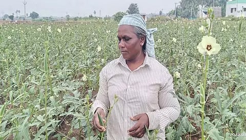 வசந்தபுரம் பகுதியில் வெண்டைக்காய் சாகுபடி செய்யப்பட்டுள்ளதை படத்தில் காணலாம்.