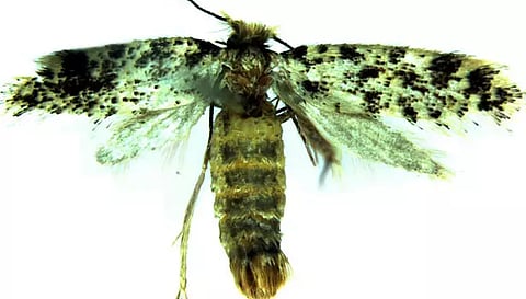 கேரளாவில் புதிய வகை அந்து பூச்சி கண்டுபிடிப்பு