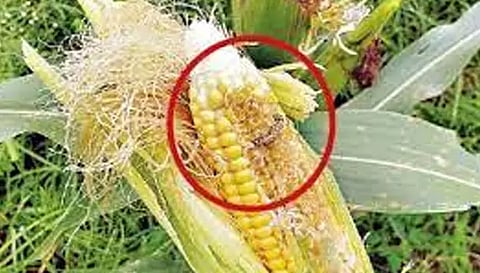 மக்காச்சோளத்தில் படைப்புழு தாக்குதலை கட்டுப்படுத்துவது குறித்து ஆய்வு