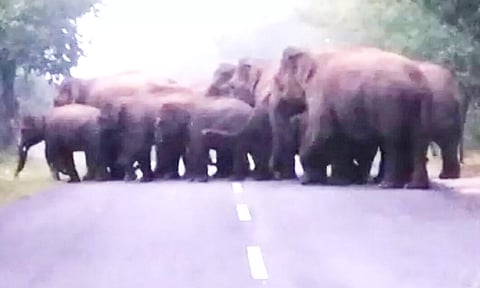 குடியாத்தம் அருகே ஆந்திர மாநில எல்லையில் நெடுஞ்சாலையை கடக்கும் யானைகள் கூட்டம்.