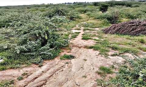 வறண்டு கிடக்கும் கண்மாய்.