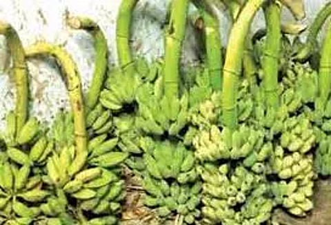 லாலாப்பேட்டை சந்தையில் வாழைத்தார் விலை சரிவு