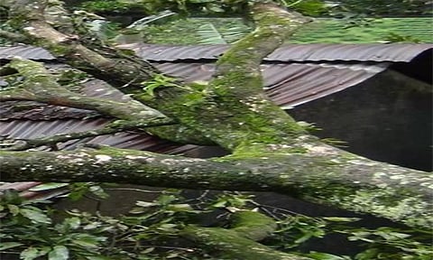 வீட்டின் மீது மரம் விழுந்தது
