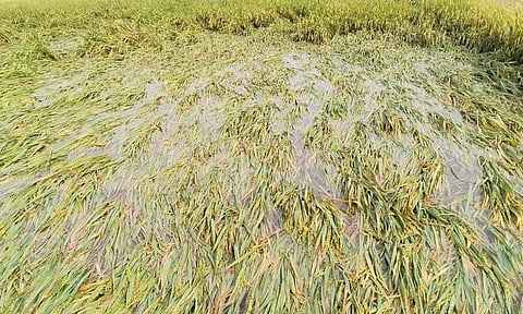 திருத்தணி பகுதியில் பலத்த மழை- 2 ஆயிரம் ஏக்கர் நெற்பயிர் தண்ணீரில் மூழ்கியது