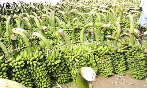 பொள்ளாச்சி மார்க்கெட்டில் வரத்து குறைவால் வாழைத்தார்கள் கூடுதல் விலைக்கு விற்பனை