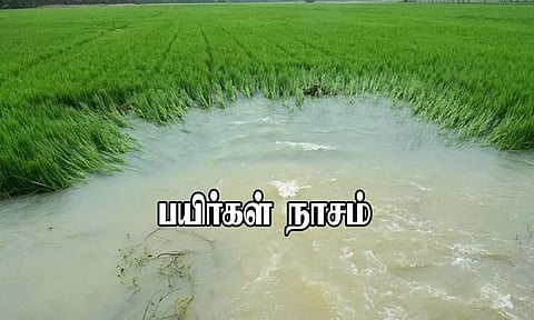 புயல் மழையால் 2,243 ஹெக்டேர் பயிர்கள் நாசம்