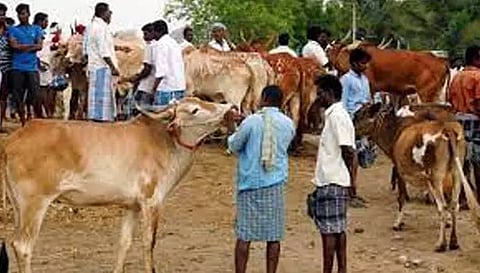 புதன் சந்தை மாட்டு சந்தையில் வர்த்தகம் பாதிப்பு