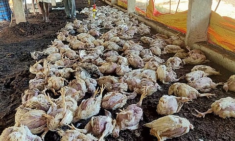 வாணியம்பாடி அருகே தீ விபத்தில் 300 கோழிகள் கருகி பலி