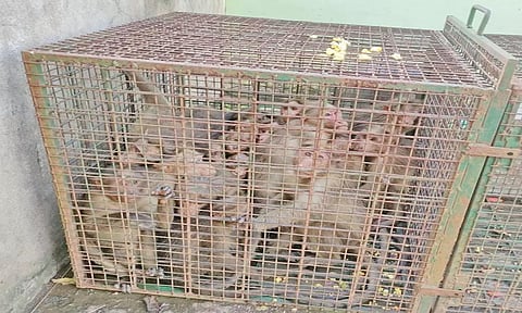 கூண்டில் சிக்கியுள்ள குரங்குகளை படத்தில் காணலாம்.