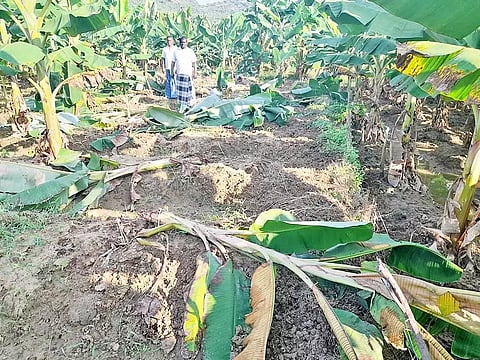சேதமடைந்த வாழைகள்.