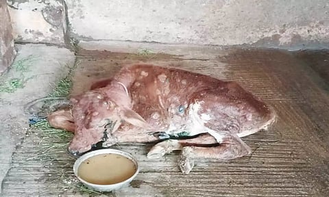 பெரியம்மை நோய் பாதிப்பு காரணமாக மாட்டின் தோல்களில் தடிப்புகள் ஏற்பட்டுள்ள காட்சி.