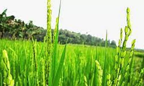 எம்.எஸ்.சாமிநாதன் அறிக்கையை அமல்படுத்த வேண்டும் - தமிழக கட்சி சார்பற்ற விவசாயிகள் சங்கம் வலியுறுத்தல்