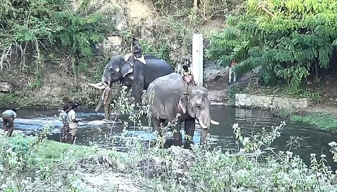 ஒற்றை யானையை விரட்டும் பணியில் கும்கிகள்
