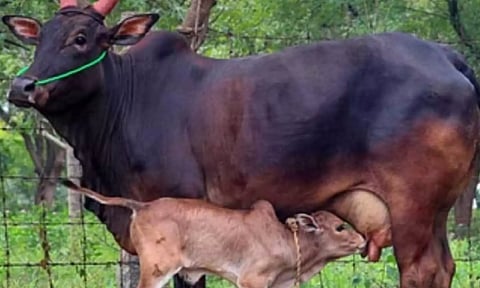 ரூ.18 லட்சத்துக்கு காங்கேயம் இன மாடுகள் விற்பனை