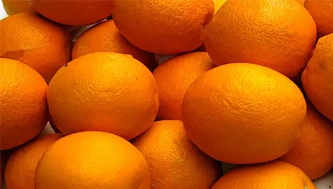 சேலம் மார்க்கெட்டுக்கு மால்டா ஆரஞ்சுப் பழங்கள் வரத்து அதிகரிப்பு