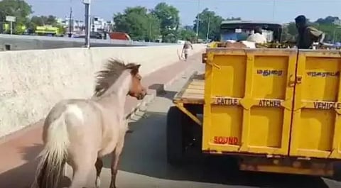 குட்டியை கொண்டு சென்ற லாரியை பின்தொடர்ந்து சென்ற தாய் குதிரை.