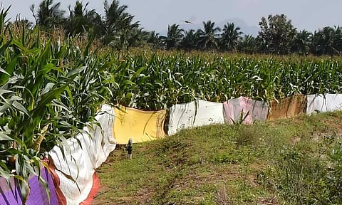 தொண்டமுத்தூர் அருகே பயிர்களை காக்க சேலைகளால் வேலி அமைக்கப்பட்டுள்ள காட்சி.