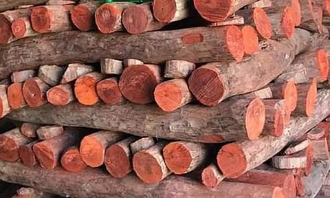 ஆந்திராவில் 2 ஆண்டுகளில் செம்மரம் கடத்திய 228 தமிழர்கள் கைது