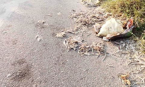 சாலையில் வீசப்படும் கோழிக்கழிவுகள். 