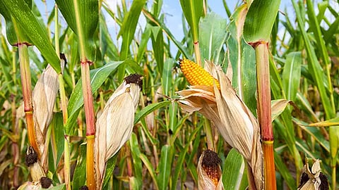 தொடர் மழையால் மக்காச்சோளப்பயிர்கள் சேதம்