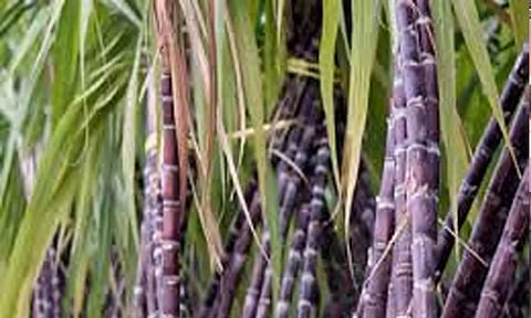 கோப்புபடம். 