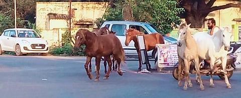 பேரூர் அருகே விவசாய நிலங்களில் கூட்டம், கூட்டமாக சுற்றி திரியும் குதிரைகள்